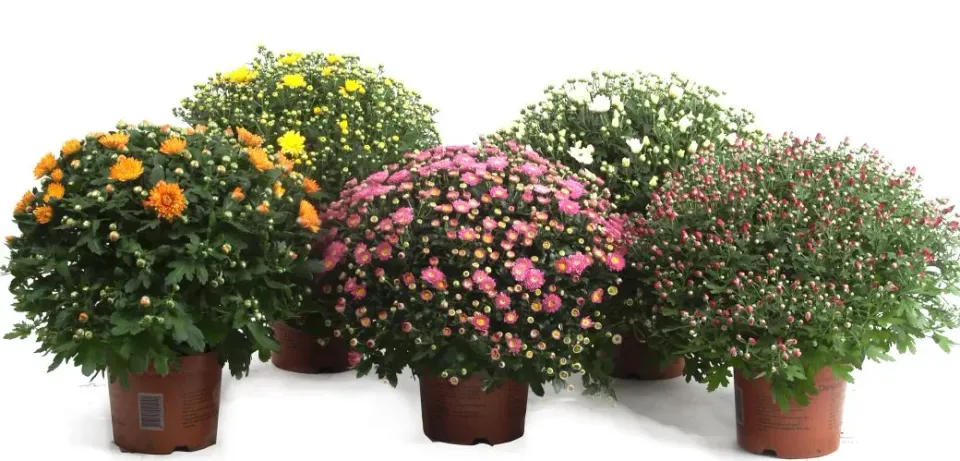 Bolchrysant extra groot herfstplant diverse kleuren