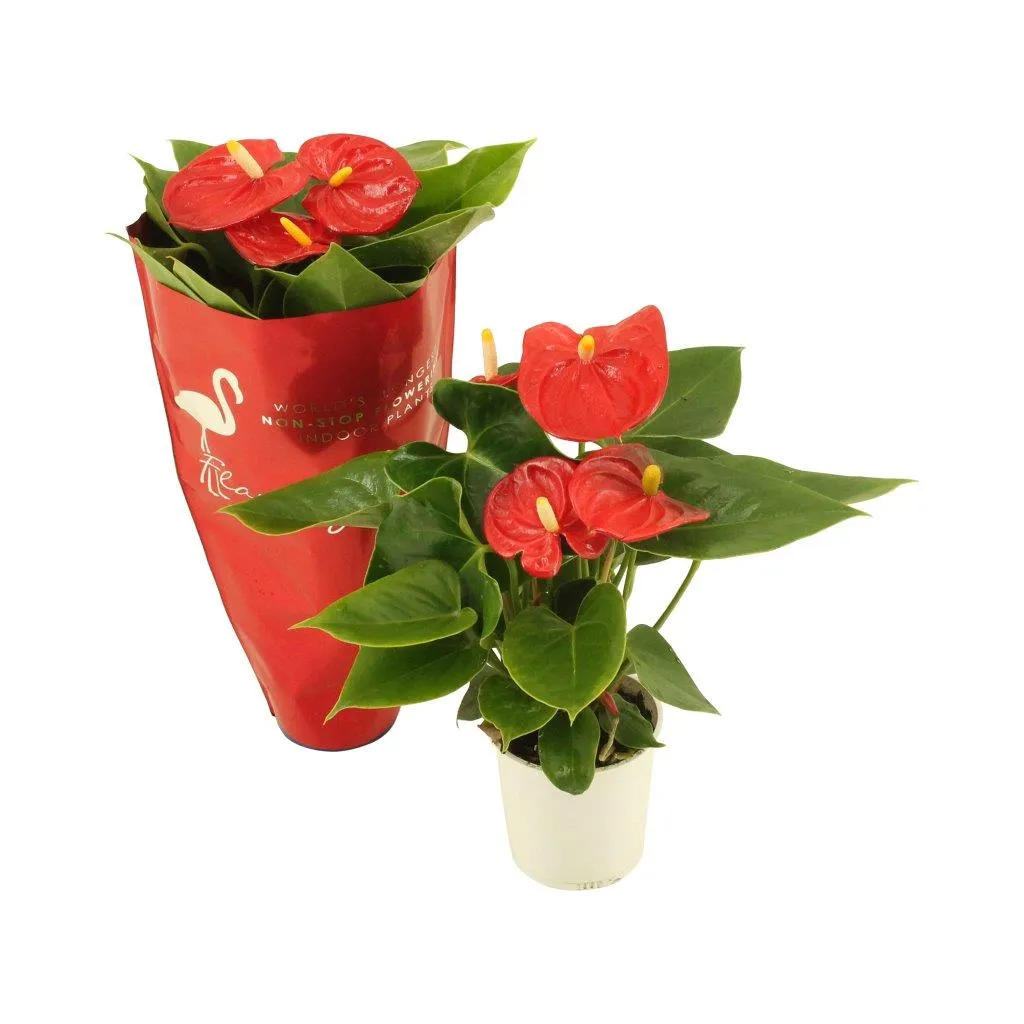 XL-Bloom YoungPlants XL.41 Pura Jasja jonge plant eetbaar
