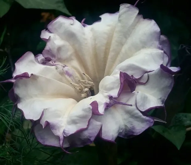 The Natural World Datura trompetplant giftig