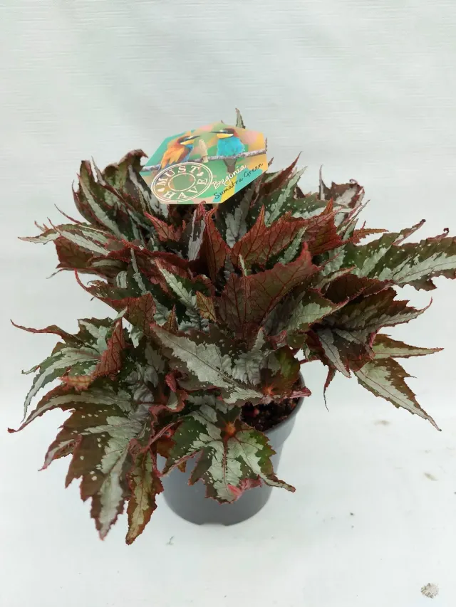 Tuincentrum Heerdink Begonia rex Sumatra Green bladbegonia