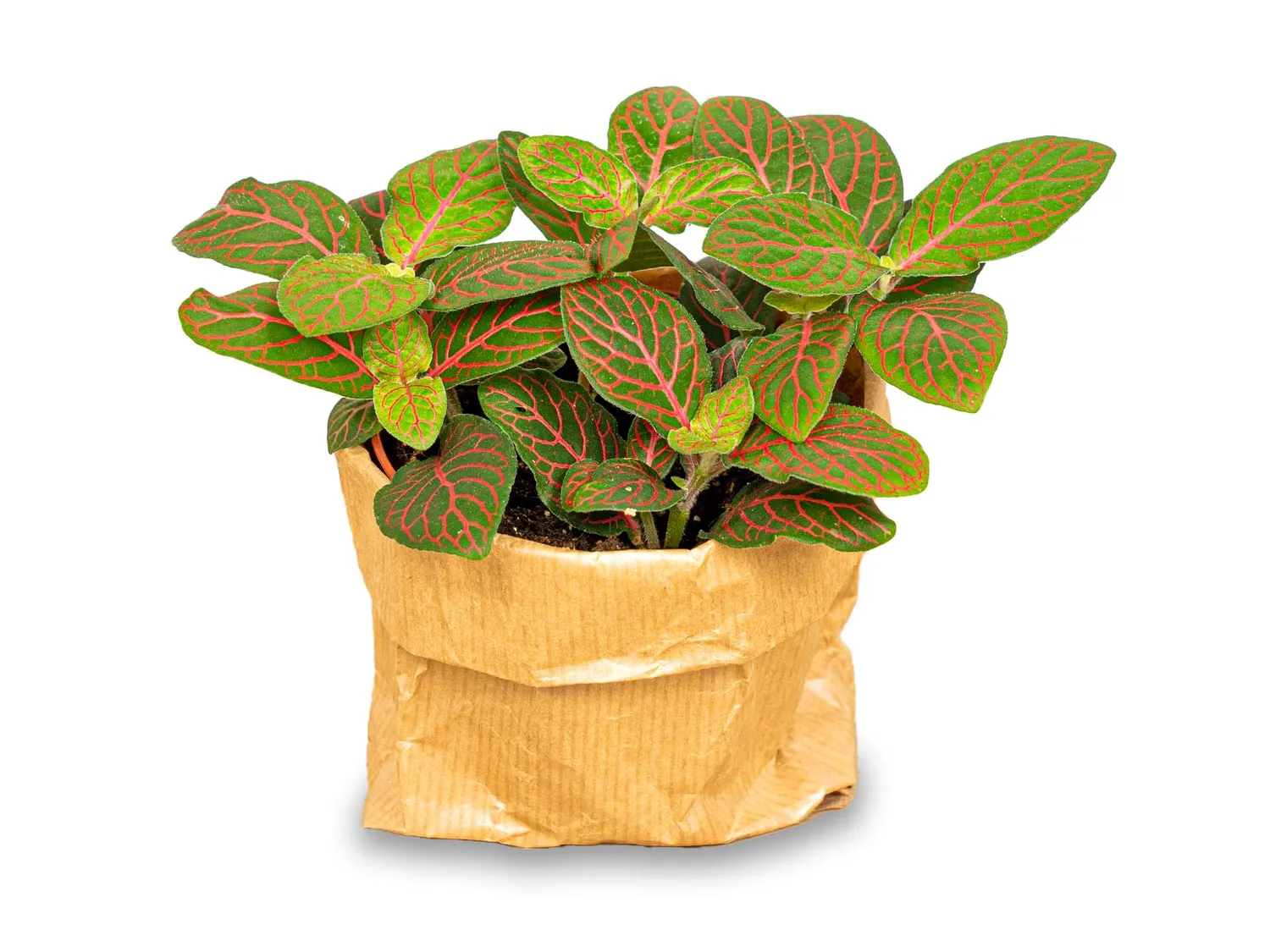 Urbanjungl Fittonia Joly Josan mozaiekplant rood 10 cm