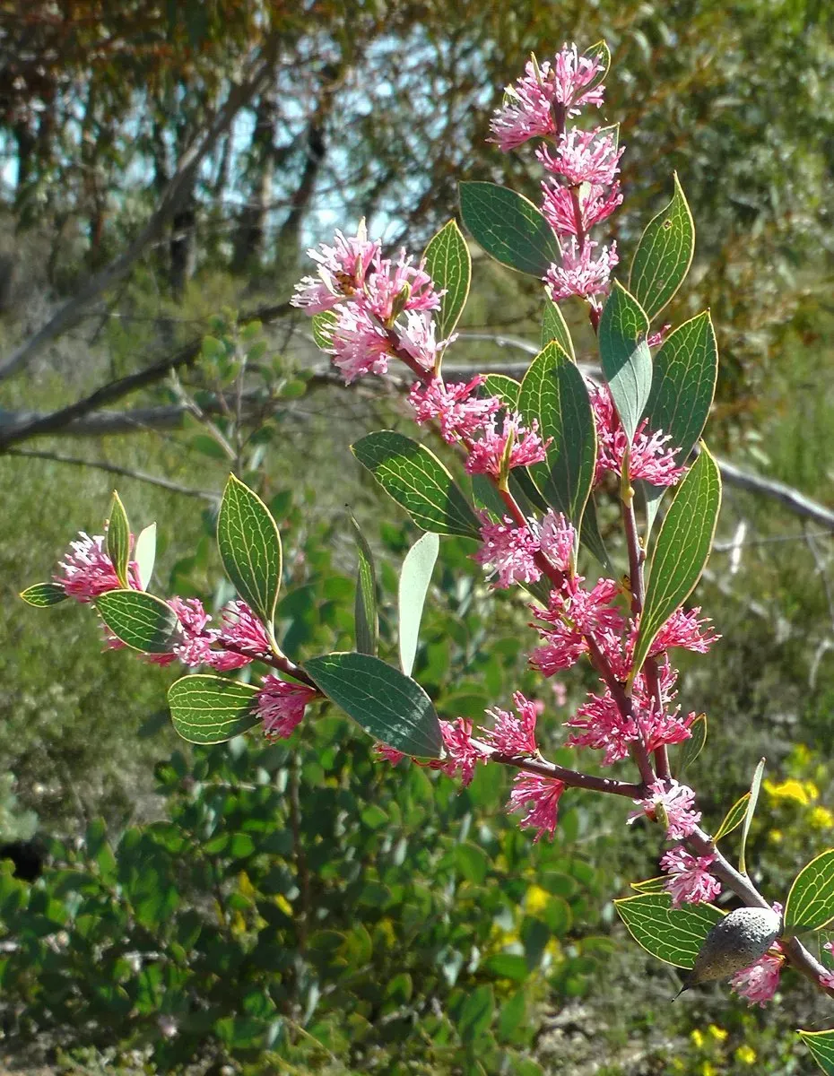 The Natural World Hakea Neurophylla struikblad plant