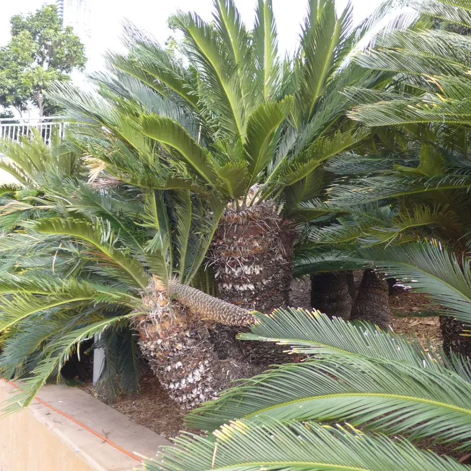 The Natural World Cycas revoluta palm P9 sagopalm