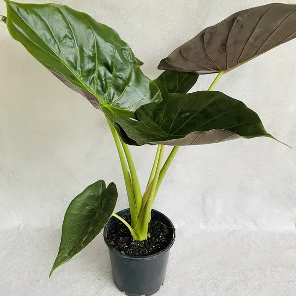 The Natural World Alocasia wentii kamerplant paars groen