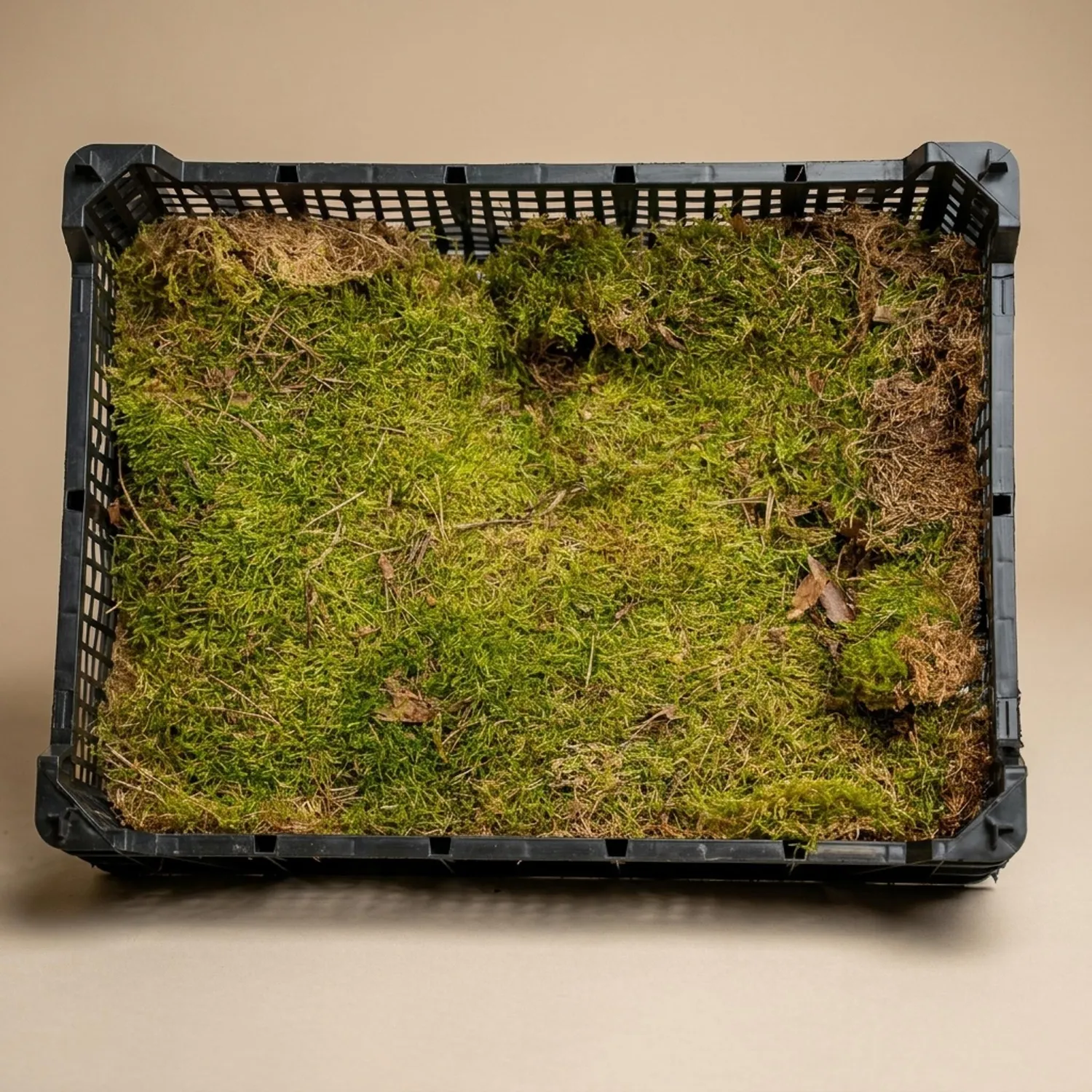 Urbanjungl platmos gedroogd groen 30x20cm 1 doos