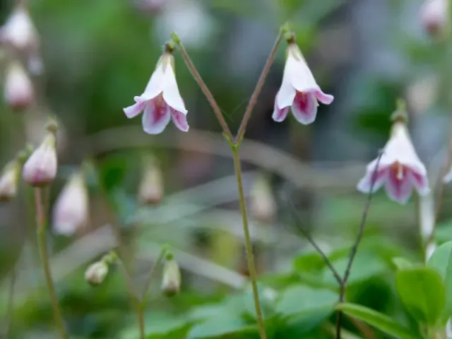 The Natural World Linnaea borealis bodembedekker schaduw