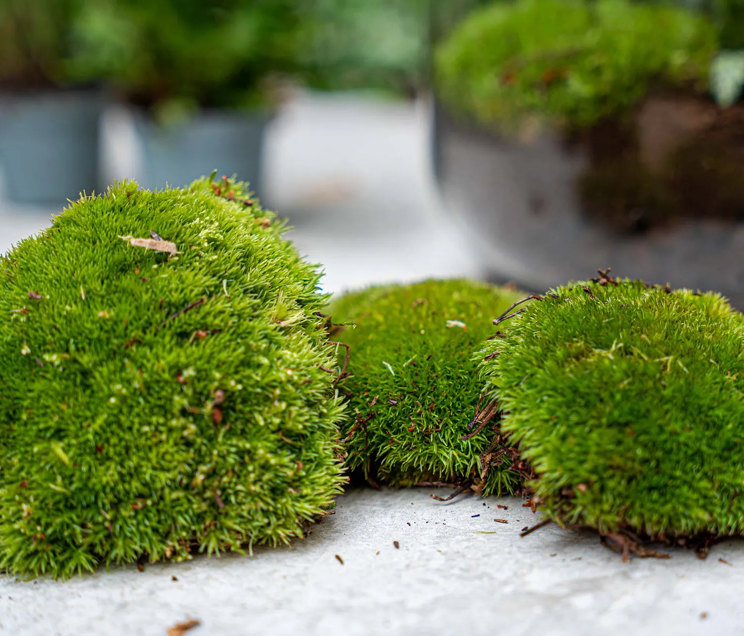 Urbanjungl terrarium navulling startpakket L/XL zonder planten
