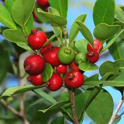 The Natural World Psidium cattleianum aardbeiguave