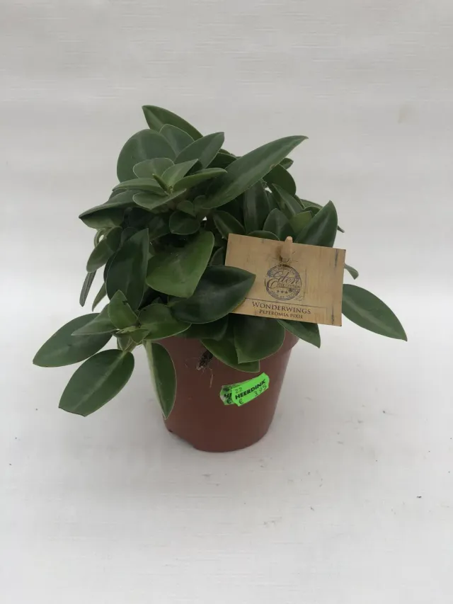 Tuincentrum Heerdink Peperomia Pixie Kamerplant Klein