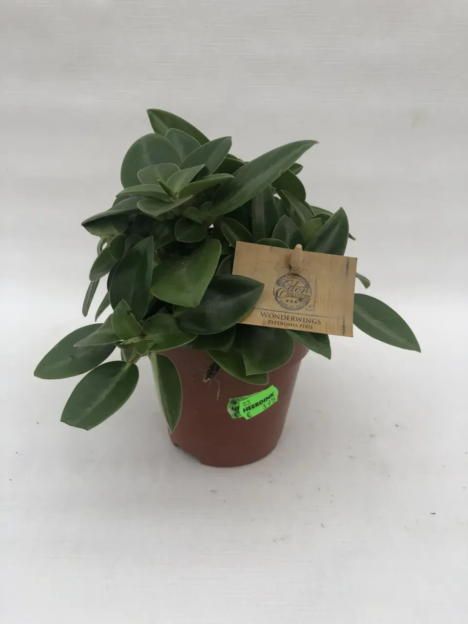Tuincentrum Heerdink Peperomia Pixie Kamerplant Klein