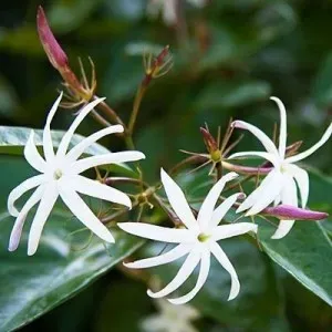 The Natural World Jasminum nitidum jasmijn P19 geurend