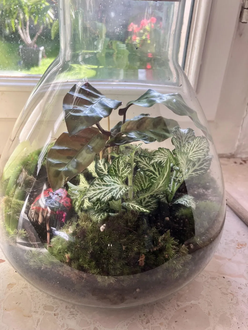 Urbanjungl Sammie Terrarium DIY kit Ø22,5 cm calathea