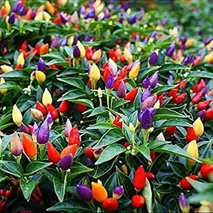 The Natural World Prairie Fire chiliplant eetbaar pittig