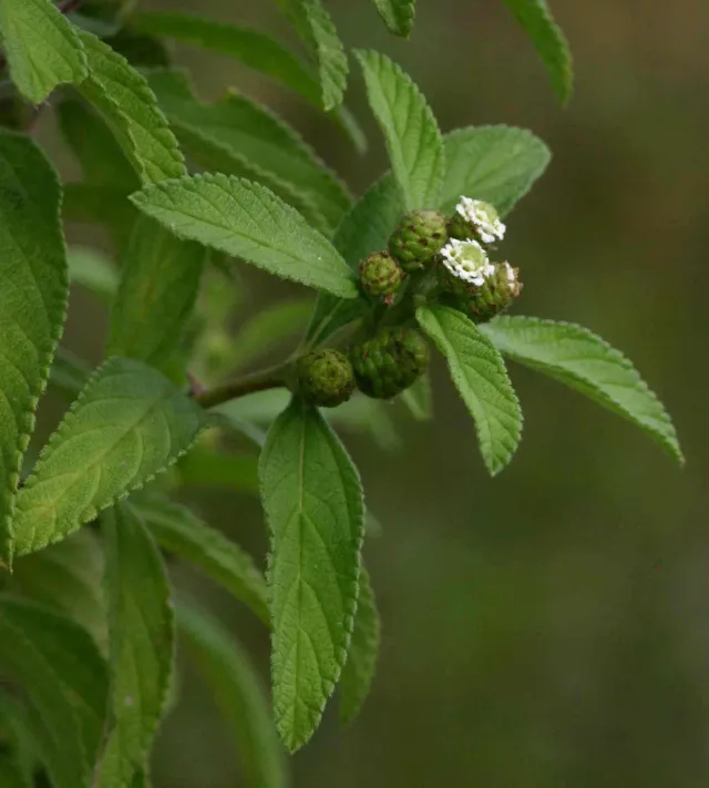 The Natural World Lippia Javanica plant theekruid