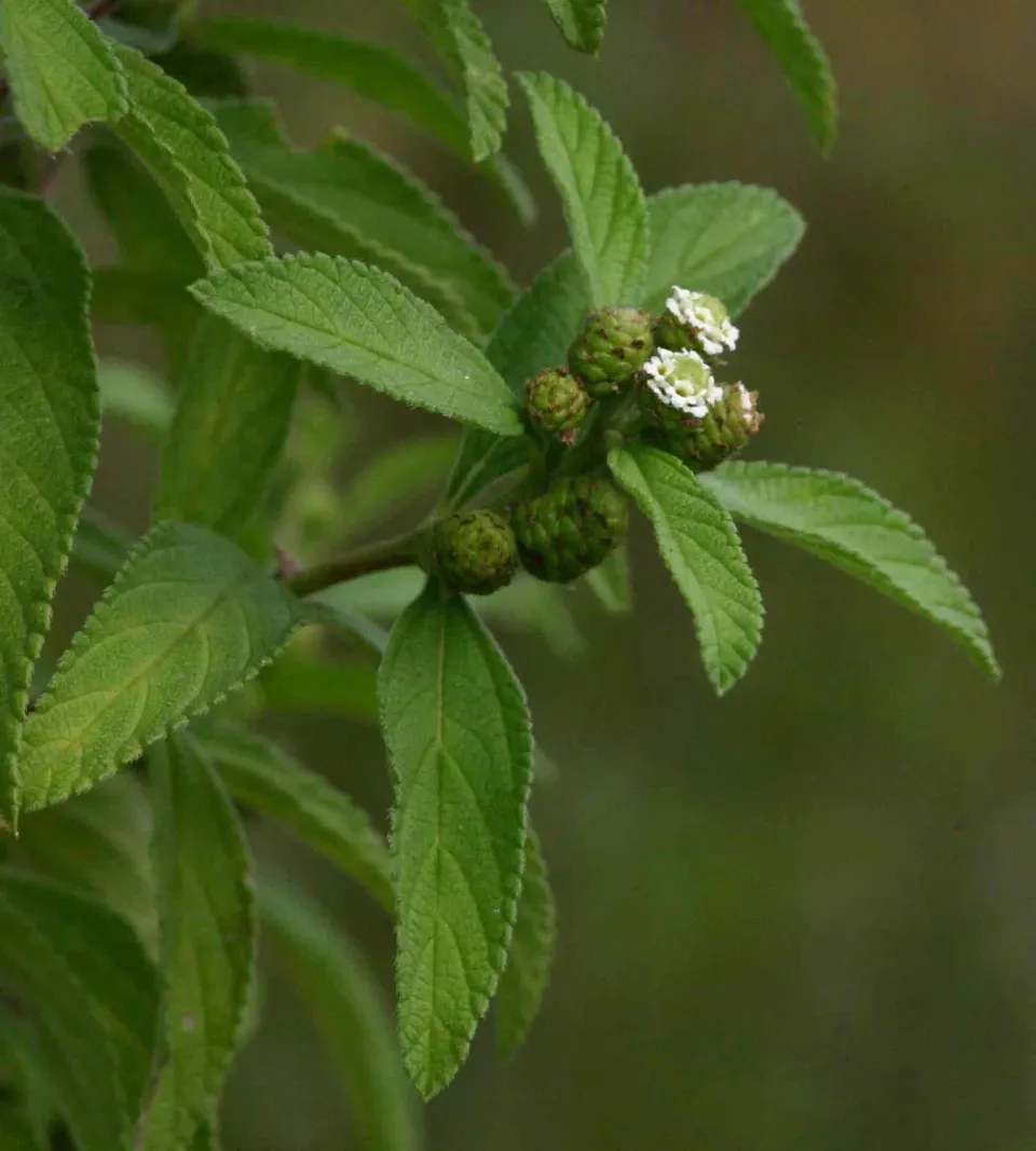 The Natural World Lippia Javanica plant theekruid
