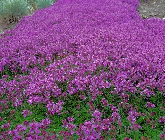 The Natural World Thymus Praecox Coccineus tijm kruipend