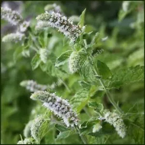 The Natural World Mentha longifolia muntplant eetbaar