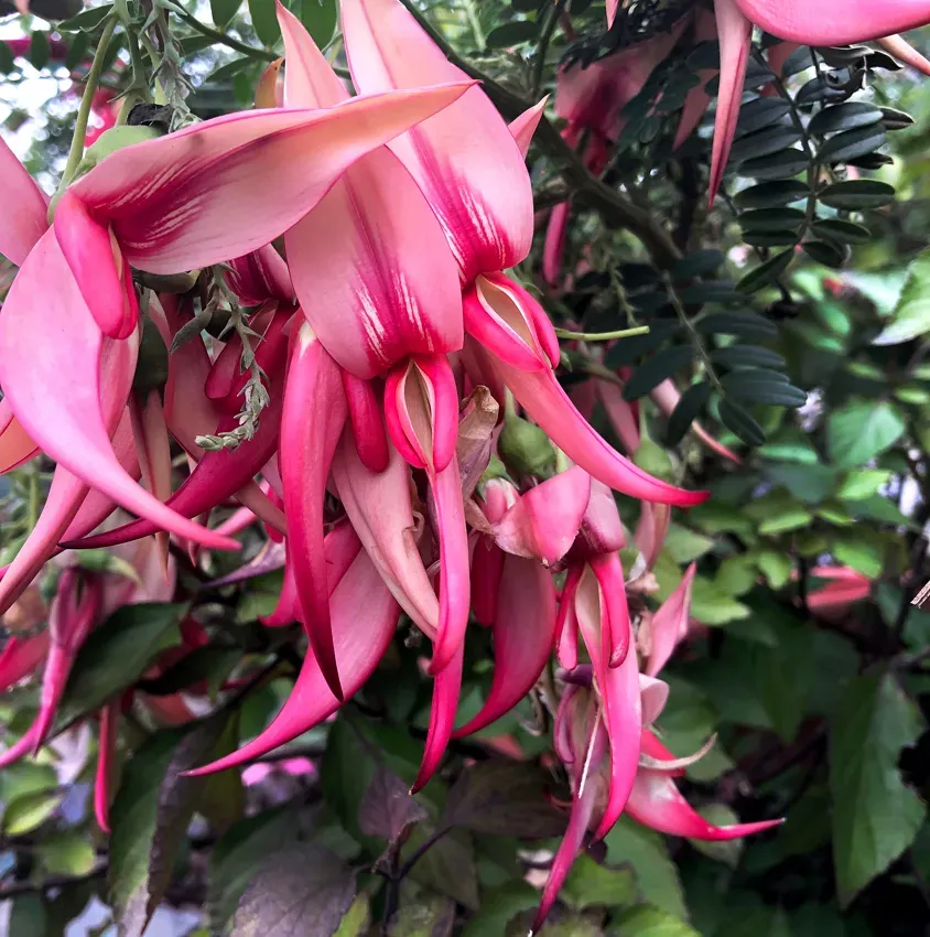 The Natural World Clianthus Pink Flamingo kakabeen plant roze