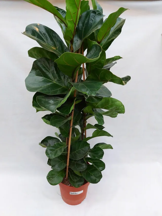 Tuincentrum Heerdink Ficus lyrata Bambino tabaksplant compact