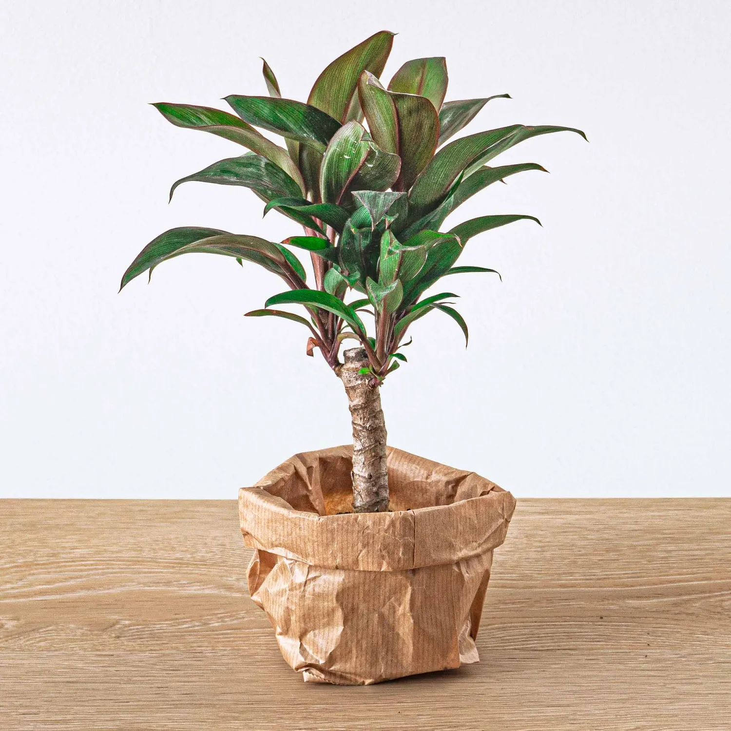 Urbanjungl Cordyline fruticosa Purple Compacta mini-palm