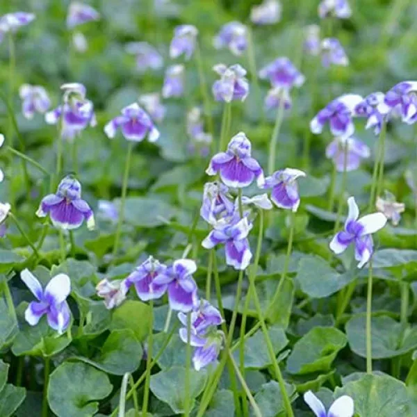 The Natural World Viola hederacea bodembedekker P9 eetbaar