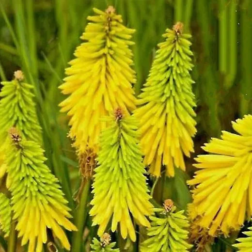 The Natural World Kniphofia citrina plant P9 geel