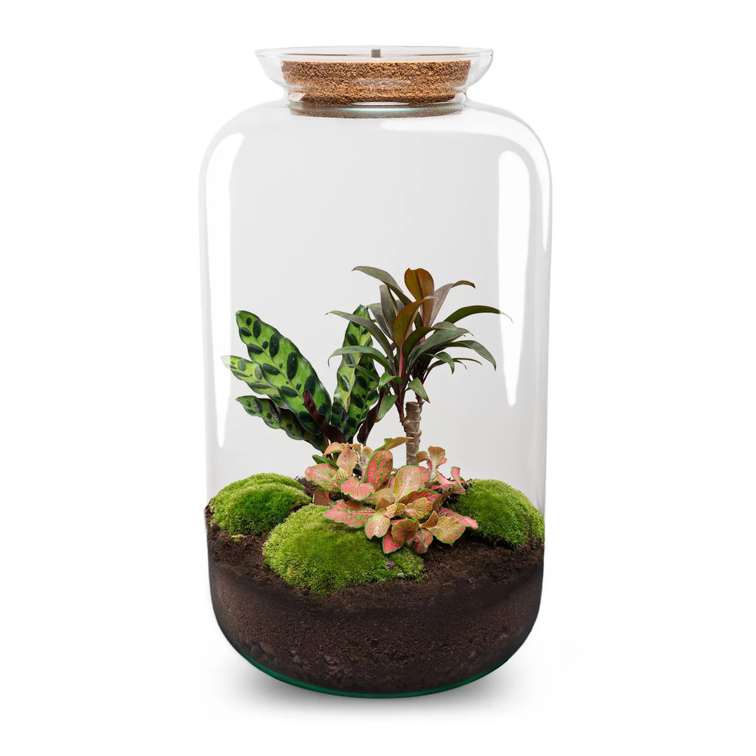 Urbanjungl Sven XL Palm Terrarium met Licht Ø23 cm
