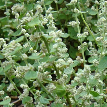 The Natural World Aerva lanata plant eetbaar