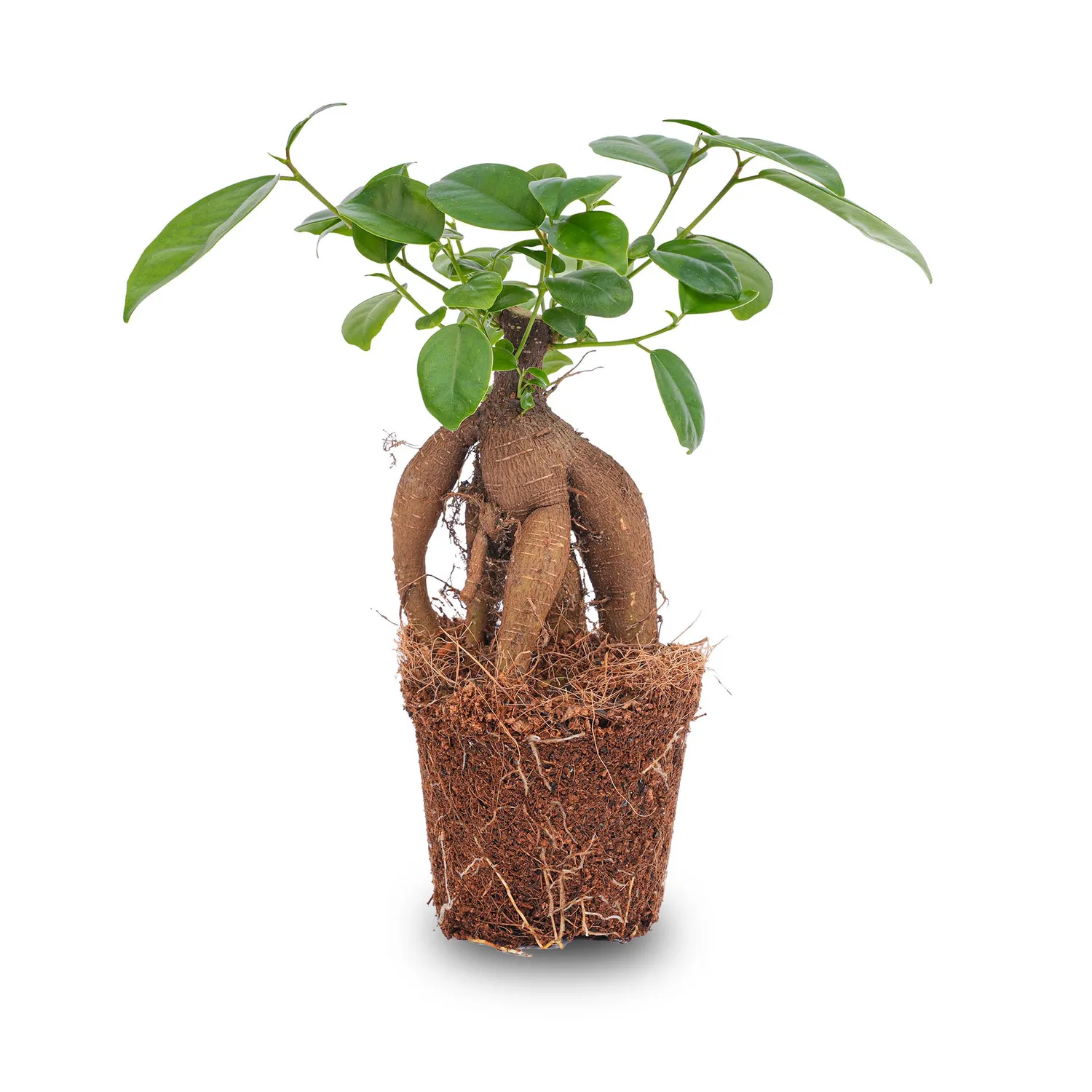 Urbanjungl Ficus Microcarpa Ginseng bonsai 20 cm