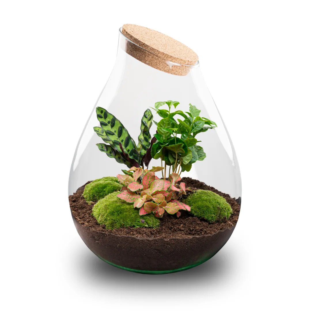 Urbanjungl Drop XXL Rood terrarium DIY kit met kurk Ø34 cm