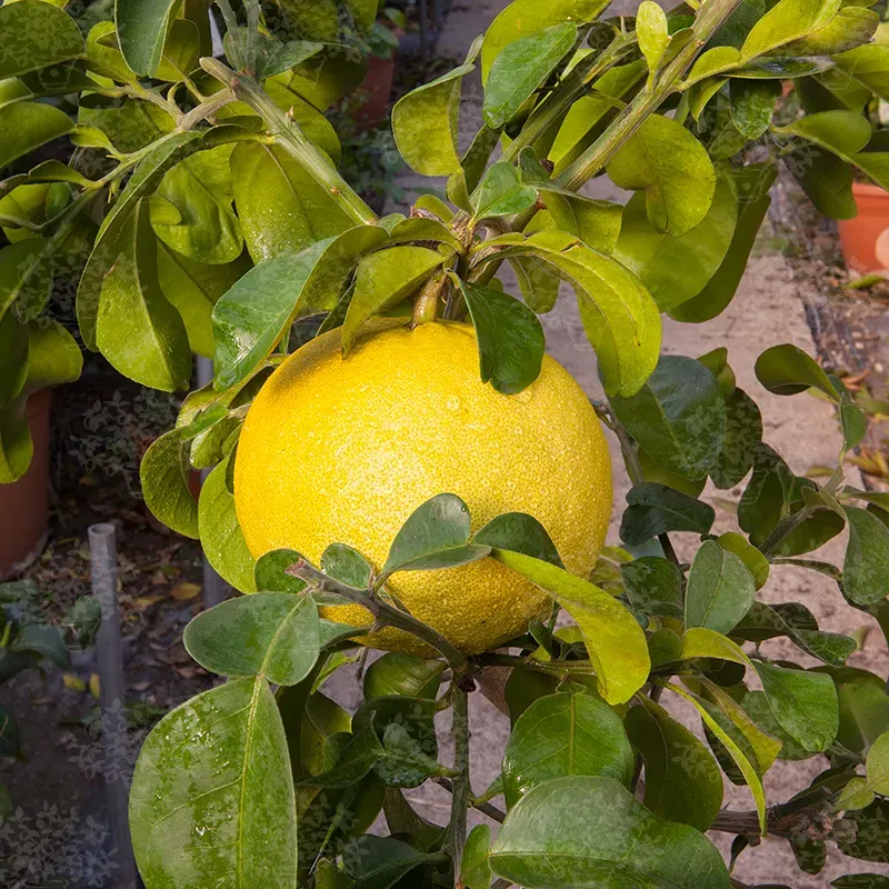 The Natural World Sarawak pomelo plant Citrus maxima