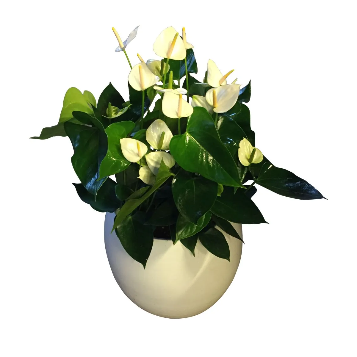 XL-Bloom YoungPlants XL.33 jonge plant Ballerina White