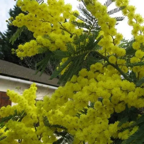 The Natural World Acacia dealbata mimosa kuipplant