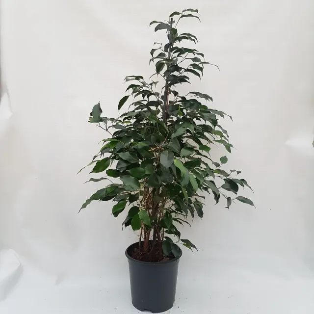 Ficus benjamina Danielle treurvijg 100 cm kamerplant