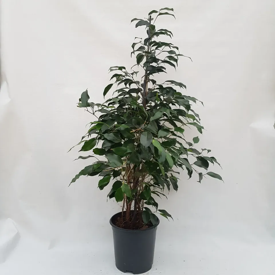 Tuincentrum Heerdink Ficus benjamina Danielle treurvijg 175 cm