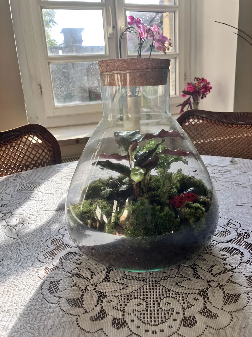 Urbanjungl Sammie Terrarium DIY kit Ø22,5 cm calathea