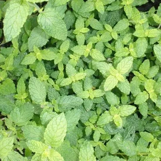 The Natural World Mentha arvensis Strawberry muntplant aardbei