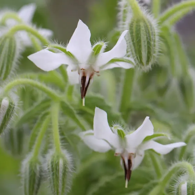 The Natural World Borago officinalis alba plant P9