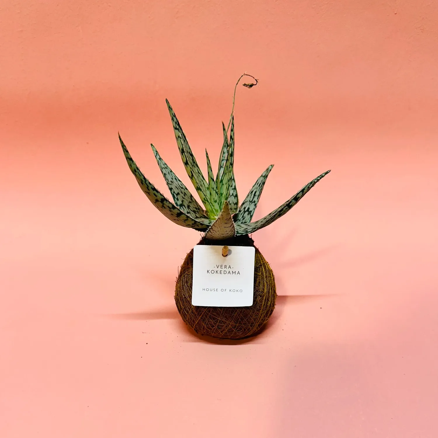 House of Koko Vera Wave kokedama zonder schaaltje