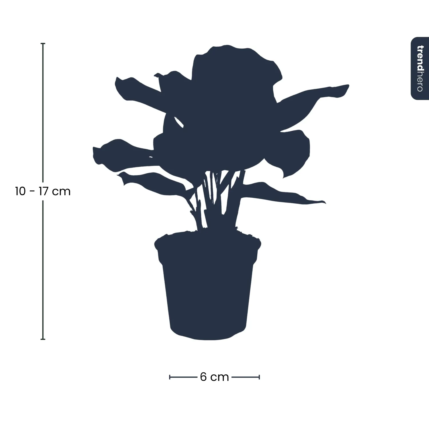 Urbanjungl Calathea Makoyana terrarium plant potmaat 6