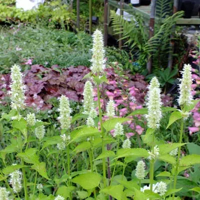 The Natural World Agastache Alablaster plant P9 wit