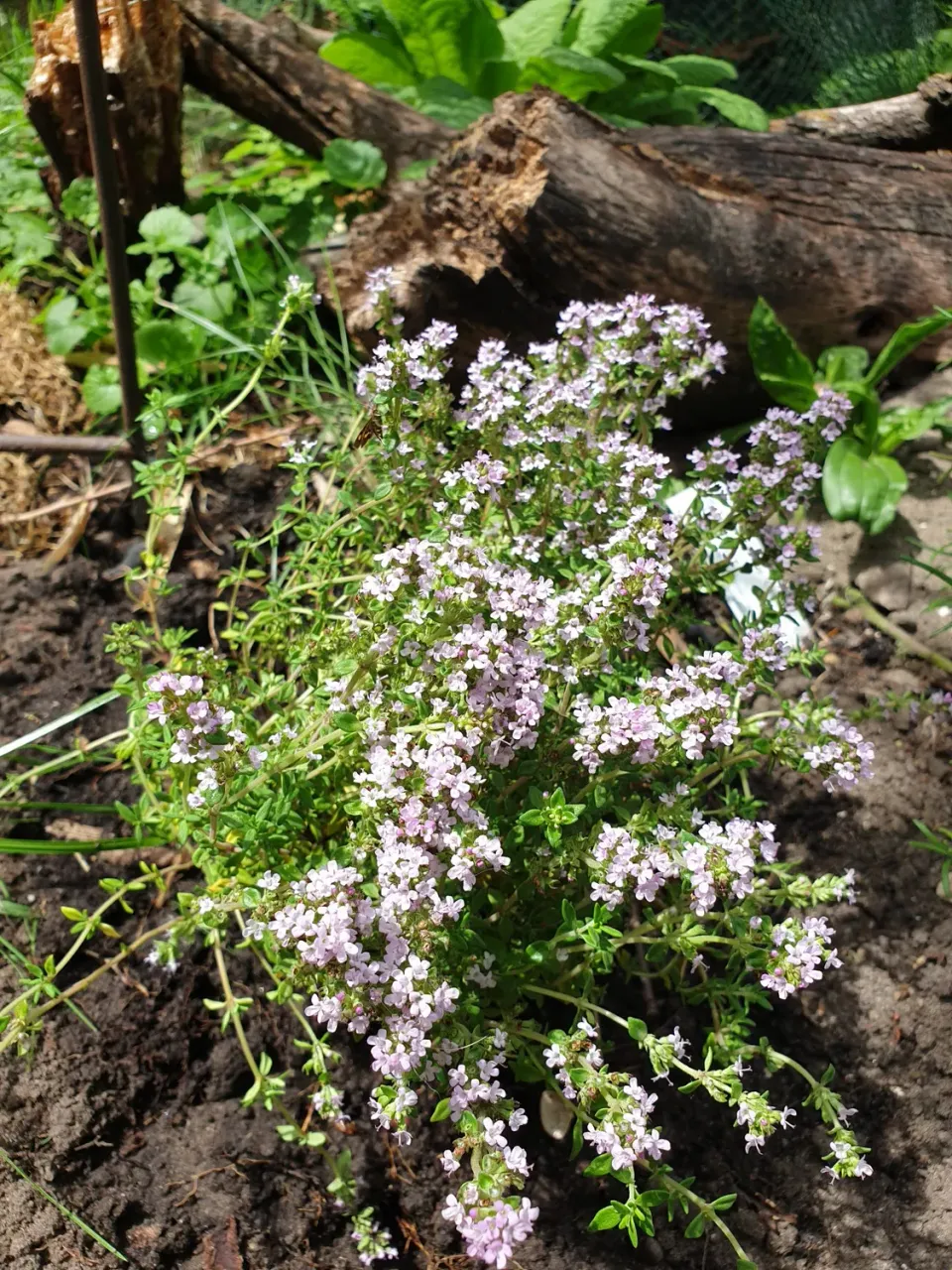 The Natural World Thymus Precompa tijmplant P9 eetbaar