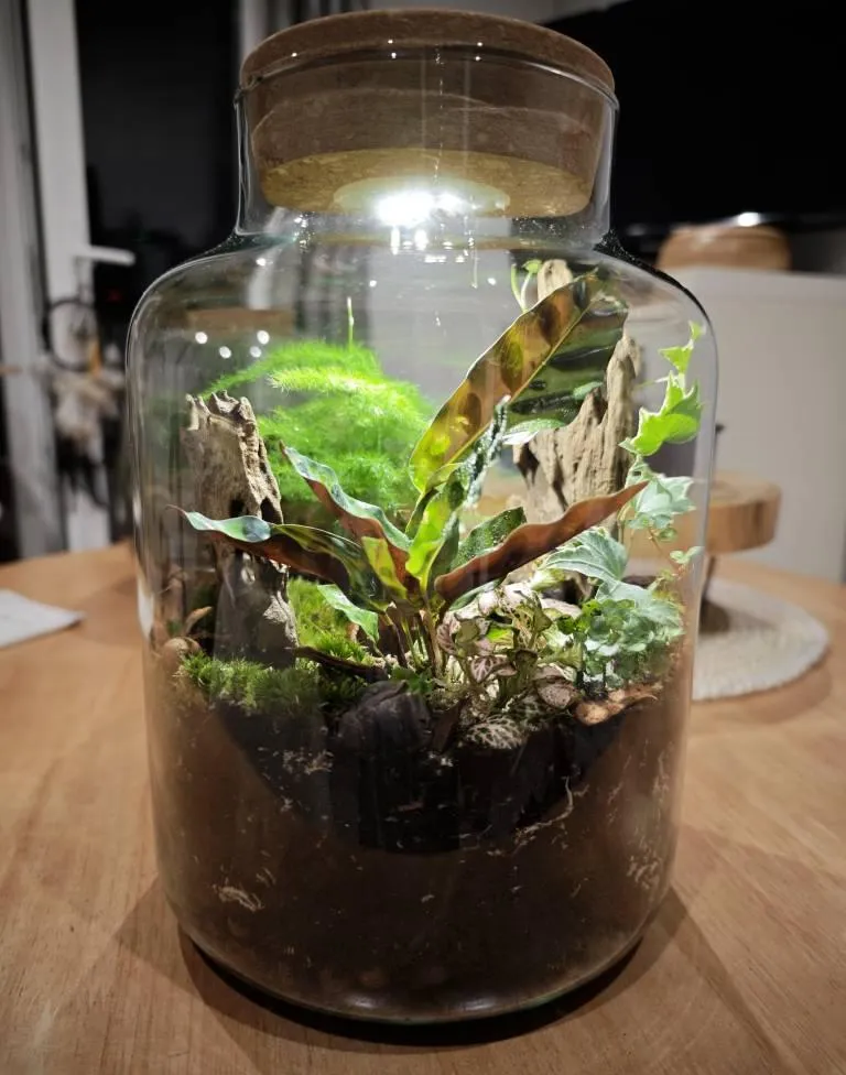 Urbanjungl Milky terrarium DIY kit Ø 21 cm met licht