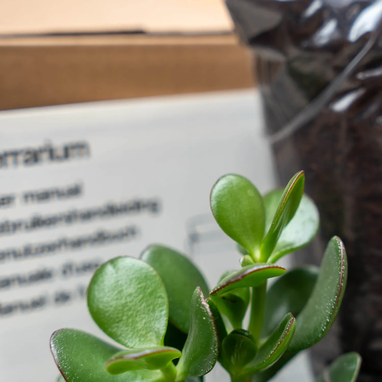 Urbanjungl Succulenten terrarium starterset 2 stuks S/M