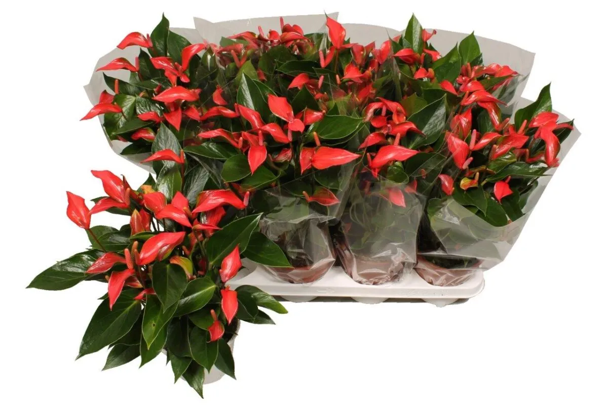 XL-Bloom YoungPlants XL.67 Trillions Red kamerplant jong rood