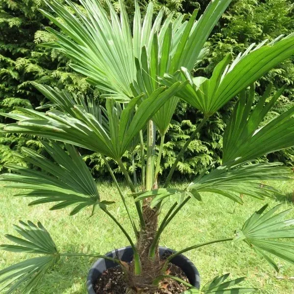 The Natural World Trachycarpus wagnerianus palm P23 winterhard
