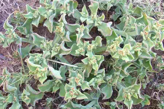 The Natural World Mesembryanthemum crystallinum ijsplant zout