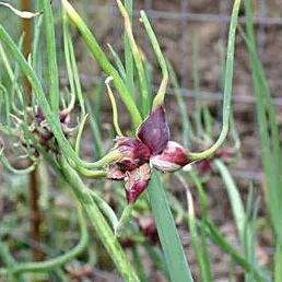 The Natural World Allium proliferum etage-ui plant P9