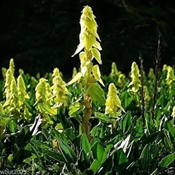The Natural World Rheum alexandrae plant sierrabarber eetbaar