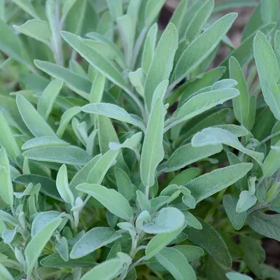 The Natural World Salvia Gardner's Friends salieplant P9